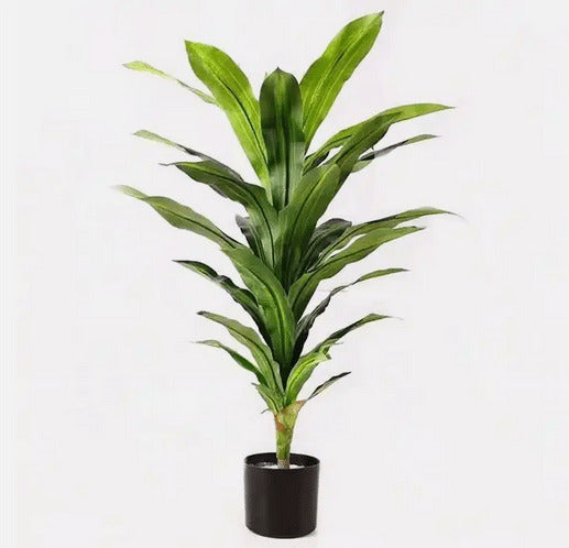 Δράκαινα σε Γλάστρα 130cm 362436